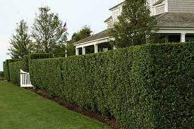 Marge and Mark were on opposite sides of the hedge, feeling torn down